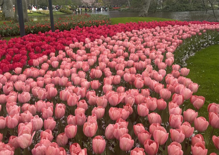 Amsterdam In April – 10 + Things To Do In Amsterdam (2026)