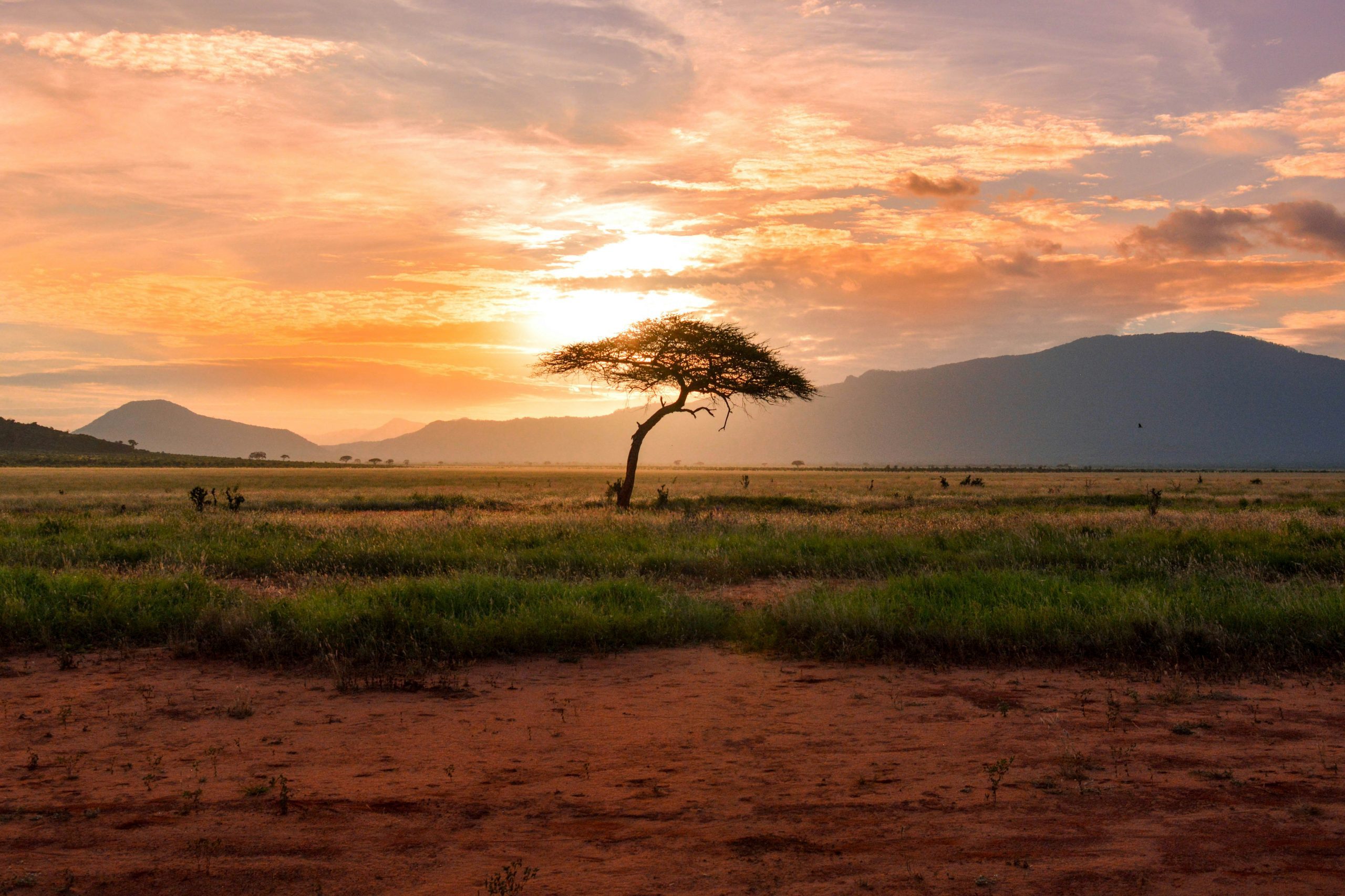 African landscape with single tree, sandy ground, green vegetation, and warm sunset light