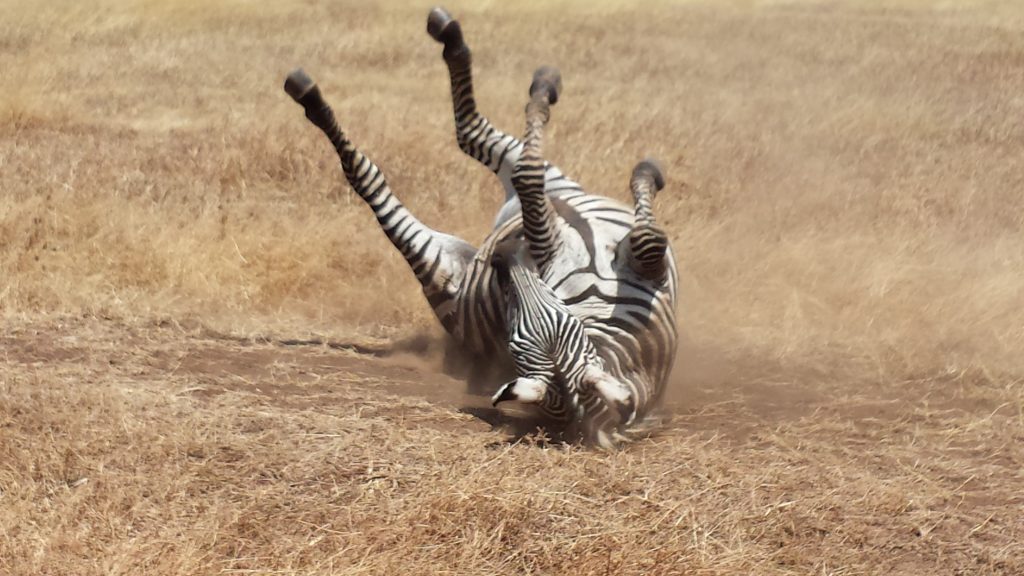 Zebra rolling on its back in the African desert safari landscape.